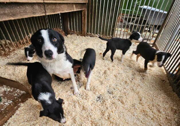 Border collie puppies for sale in Newbury, Berkshire - Image 2