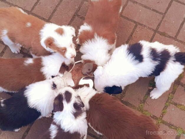 Border Collie Puppies for sale in Newcastle upon Tyne, Tyne and Wear - Image 1