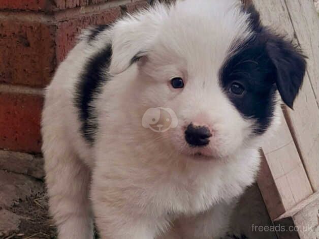 Border Collie Puppies for sale in Newcastle upon Tyne, Tyne and Wear - Image 3