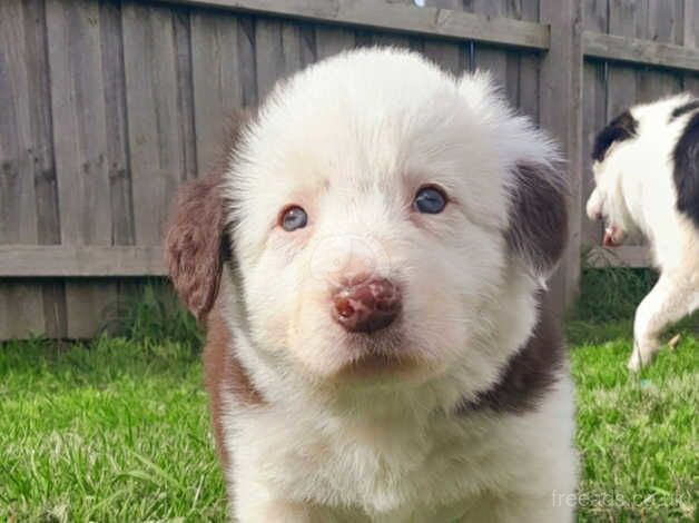 Border Collie Puppies for sale in Newcastle upon Tyne, Tyne and Wear - Image 5