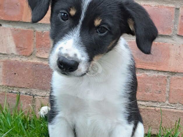 Border Collie Puppies for sale in Newtown/Y Drenewydd, Powys - Image 2