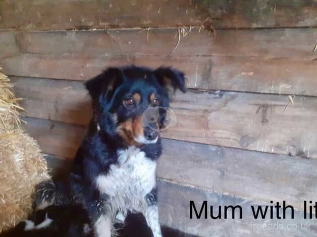 Border Collie Puppies for sale in Newtown/Y Drenewydd, Powys - Image 3