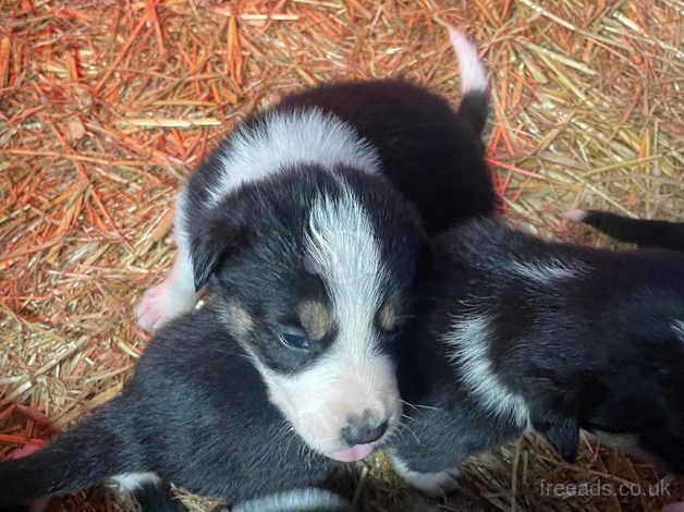 Border Collie puppies for sale in Northallerton, North Yorkshire