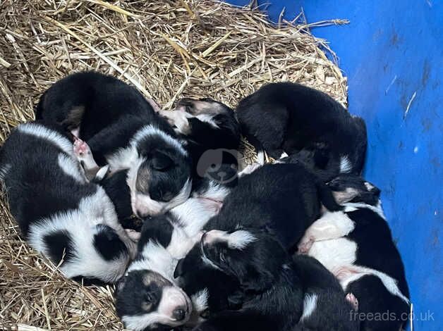 Border Collie puppies for sale in Northallerton, North Yorkshire - Image 3