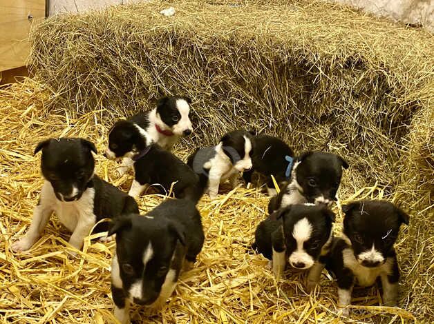 Border Collie puppies for sale in Oxford, Oxfordshire