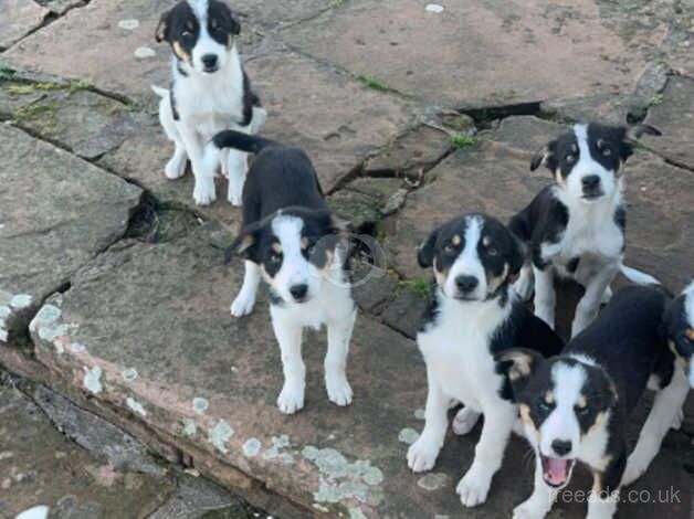 Border collie puppies for sale in Pathhead, East Ayrshire