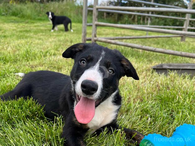 Border collie puppies for sale in Penistone, South Yorkshire