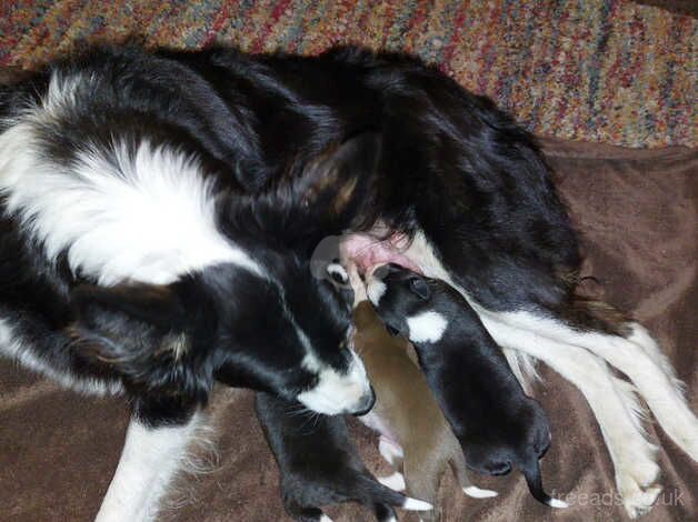 Border collie puppies for sale in Preston, Lancashire