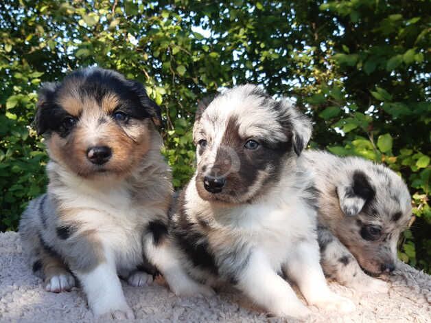 Border Collie Puppies for sale in Shrewsbury, Shropshire - Image 1