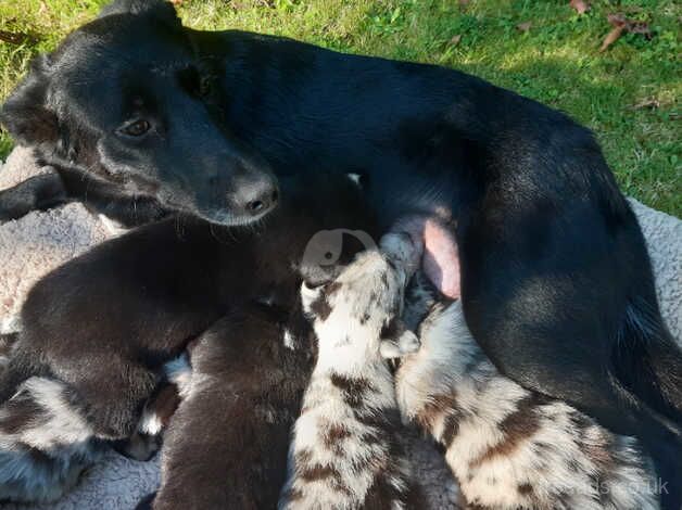 Border Collie Puppies for sale in Shrewsbury, Shropshire - Image 2