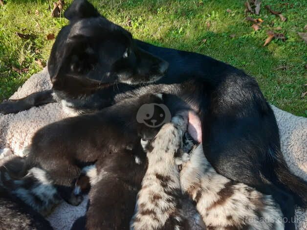 Border Collie Puppies for sale in Shrewsbury, Shropshire - Image 3