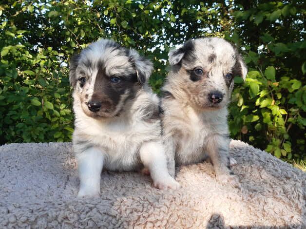 Border Collie Puppies for sale in Shrewsbury, Shropshire - Image 4