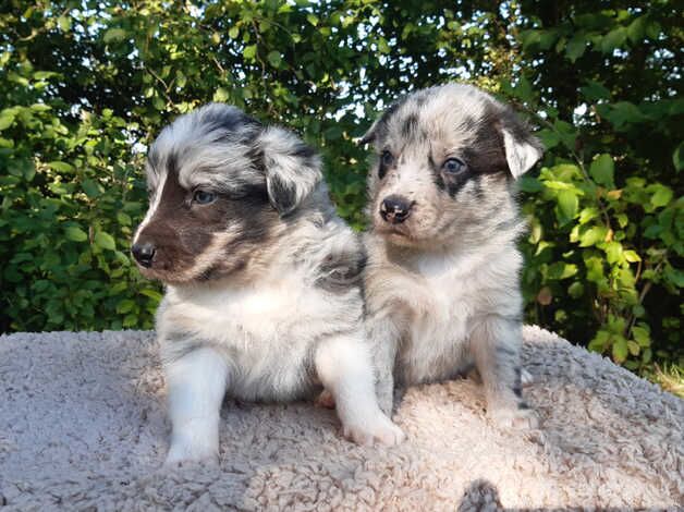 Border Collie Puppies for sale in Shrewsbury, Shropshire - Image 5