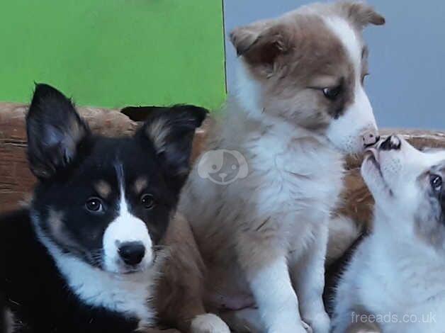 Border Collie Puppies for sale in Yelverton, Devon - Image 1