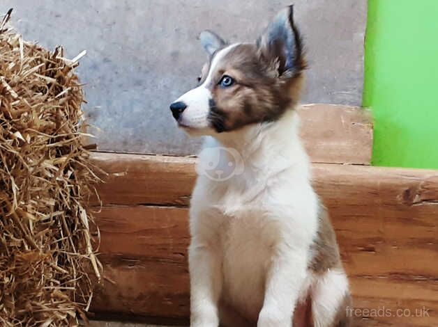 Border Collie Puppies for sale in Yelverton, Devon - Image 3