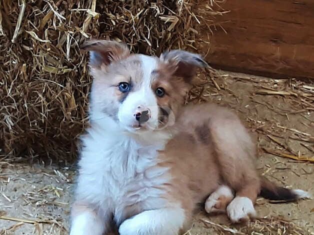 Border Collie Puppies for sale in Yelverton, Devon - Image 4