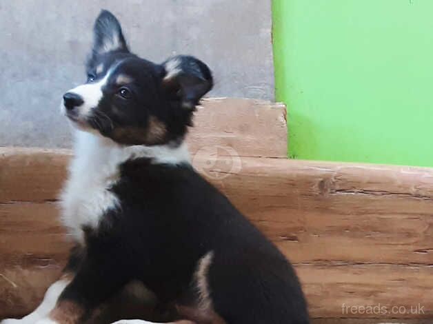 Border Collie Puppies for sale in Yelverton, Devon - Image 5