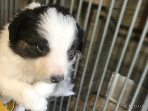 Border Collie Puppies - Long haired (Farm Bred) for sale in Keighley, West Yorkshire