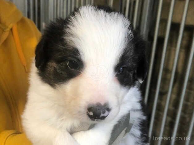 Border Collie Puppies - Long haired (Farm Bred) for sale in Keighley, West Yorkshire - Image 2