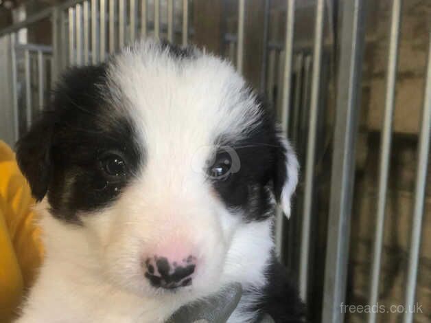 Border Collie Puppies - Long haired (Farm Bred) for sale in Keighley, West Yorkshire - Image 3