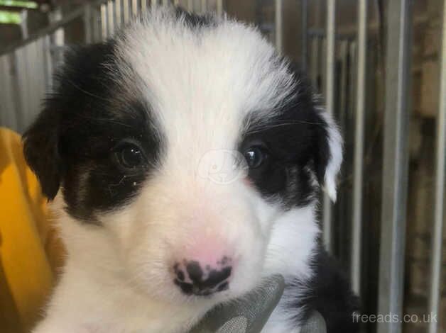 Border Collie Puppies - Long haired (Farm Bred) for sale in Keighley, West Yorkshire - Image 4