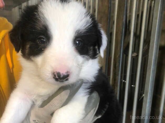 Border Collie Puppies - Long haired (Farm Bred) for sale in Keighley, West Yorkshire - Image 5