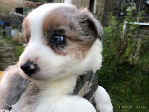 Border collie puppies (merle Red / Blue) for sale in Keighley, West Yorkshire