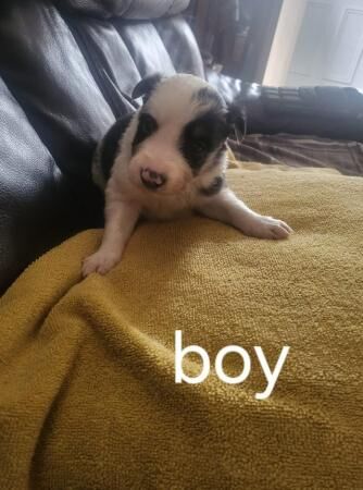 Border collie puppies merles boys and girls for sale in Northampton, Northamptonshire