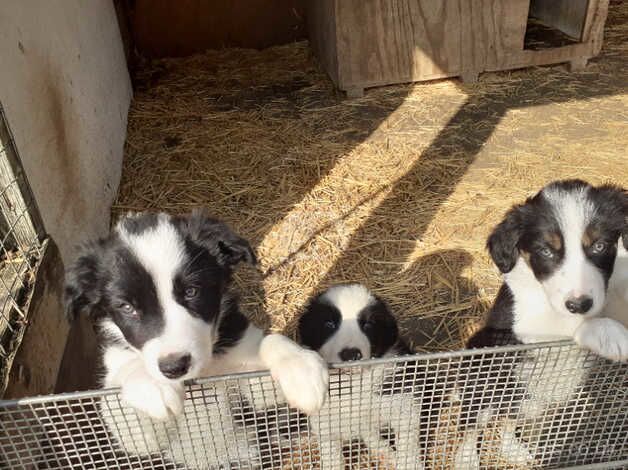 Border Collie puppies, parents are both working dogs / pets. for sale in Thetford, Lincolnshire - Image 1