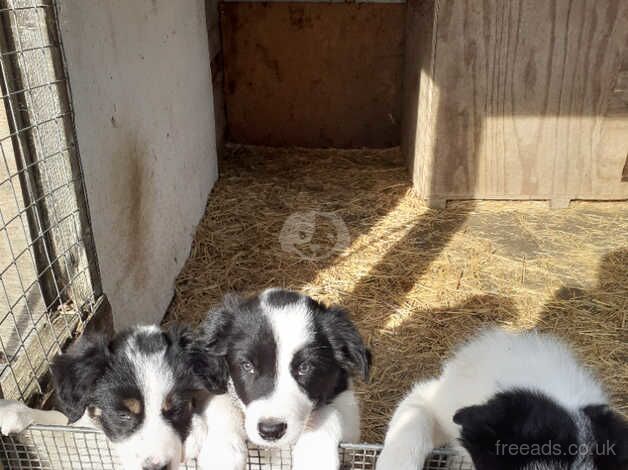 Border Collie puppies, parents are both working dogs / pets. for sale in Thetford, Lincolnshire - Image 2