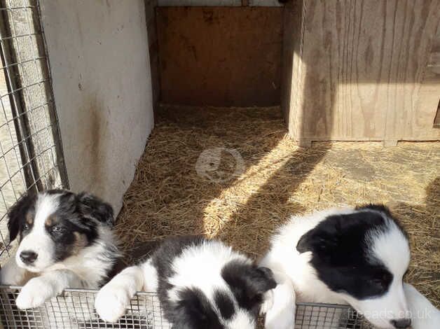 Border Collie puppies, parents are both working dogs / pets. for sale in Thetford, Lincolnshire - Image 3