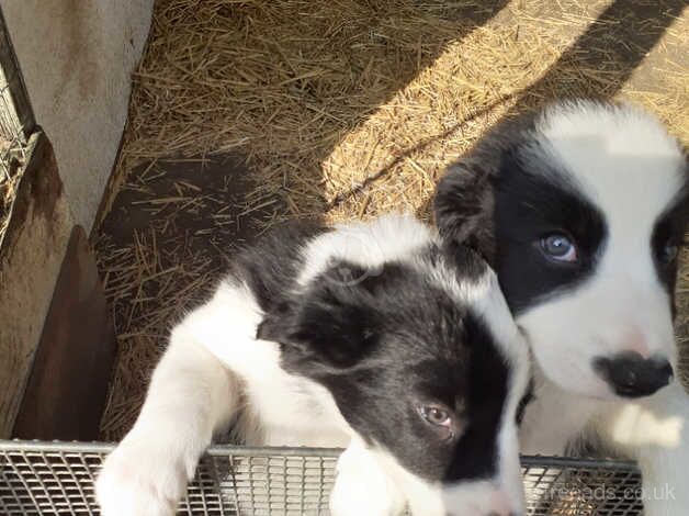 Border Collie puppies, parents are both working dogs / pets. for sale in Thetford, Lincolnshire - Image 4