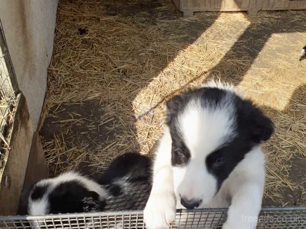 Border Collie puppies, parents are both working dogs / pets. for sale in Thetford, Lincolnshire - Image 5