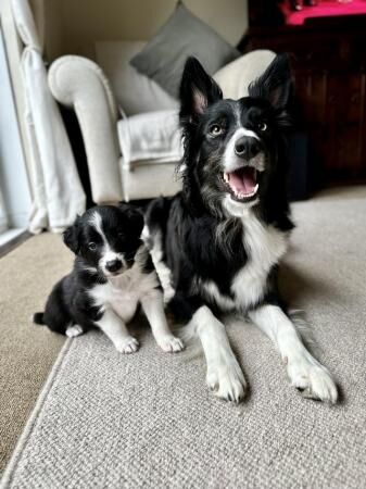Border collie puppies ready from 9 weeks for sale in Kinloss, Moray
