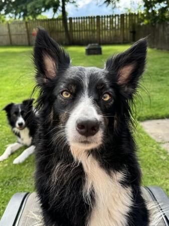 Border collie puppies ready from 9 weeks for sale in Kinloss, Moray - Image 2