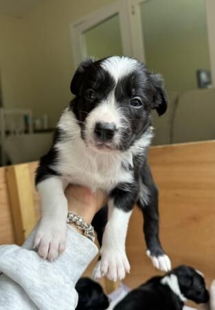 Border collie puppies ready from 9 weeks for sale in Kinloss, Moray - Image 3