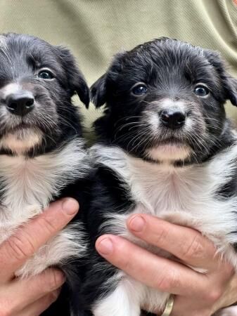 Border collie puppies ready from 9 weeks for sale in Kinloss, Moray - Image 4