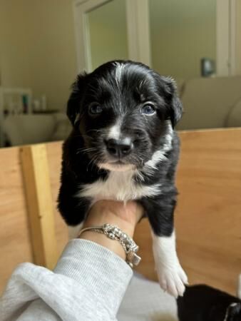 Border collie puppies ready from 9 weeks for sale in Kinloss, Moray - Image 5