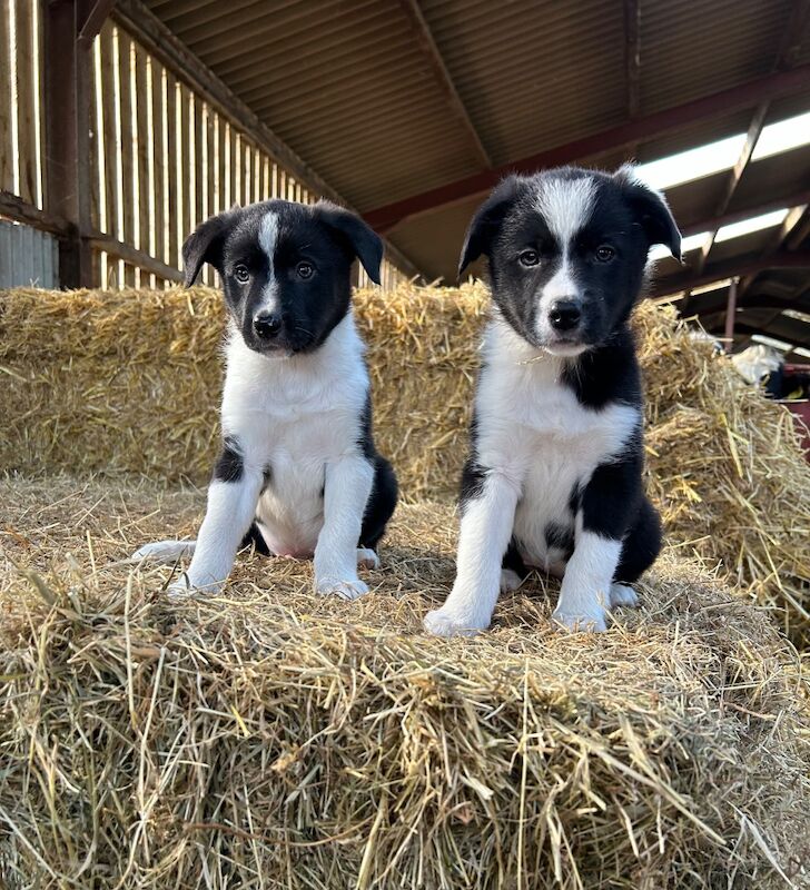 Border Collie Puppies - Ready now! for sale in Welshpool/Y Trallwng, Powys