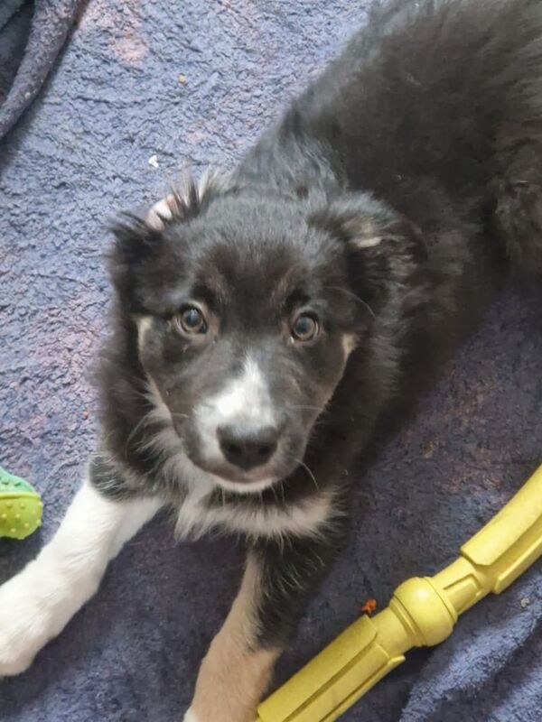 Border Collie puppies ready to go for sale in Carnoustie, Angus - Image 2