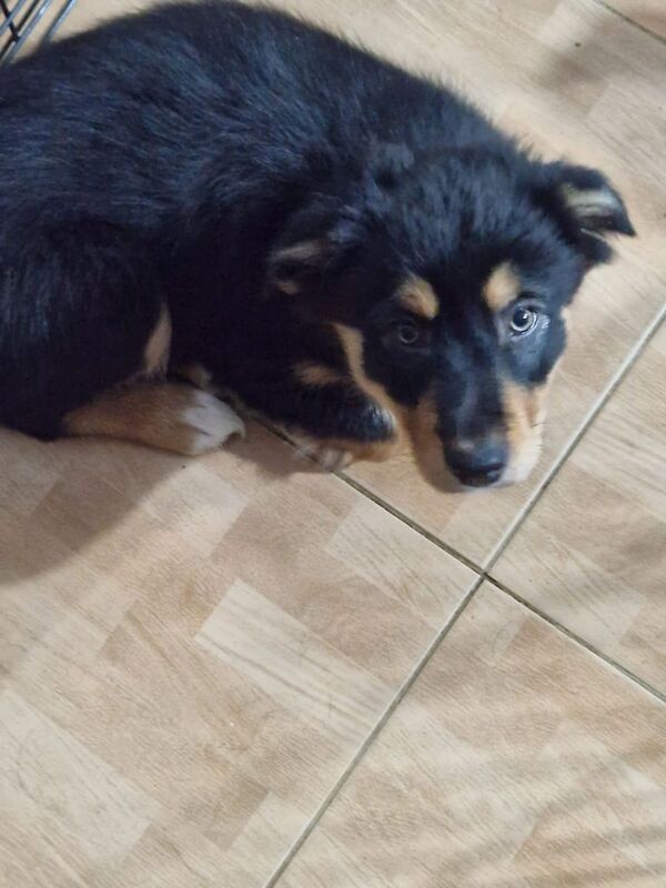 Border Collie puppies ready to go for sale in Carnoustie, Angus - Image 3