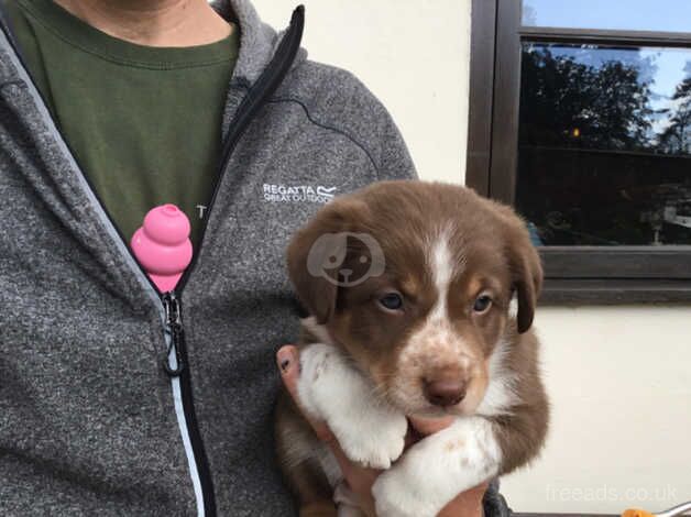 Border collie puppies red and white for sale in Leominster, Herefordshire