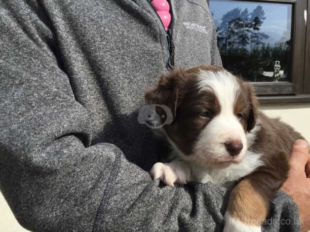 Border collie puppies red and white for sale in Leominster, Herefordshire - Image 2