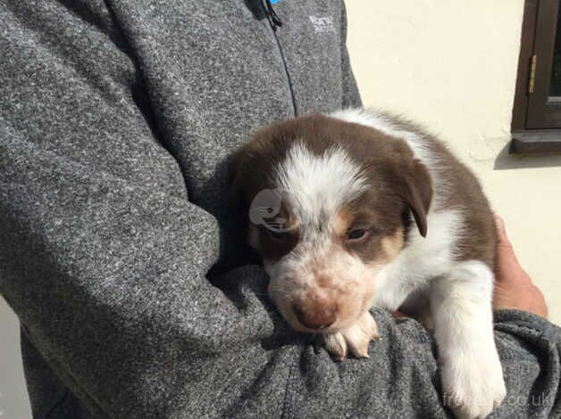 Border collie puppies red and white for sale in Leominster, Herefordshire - Image 3