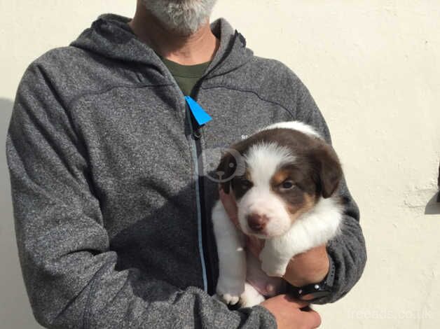 Border collie puppies red and white for sale in Leominster, Herefordshire - Image 4