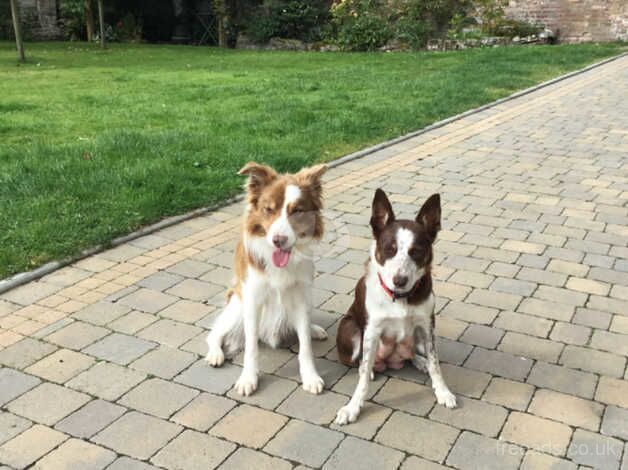 Border collie puppies red and white for sale in Leominster, Herefordshire - Image 5