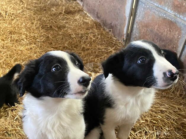 Border Collie Puppies - Working Sheepdog Parents for sale in Mevagissey, Cornwall