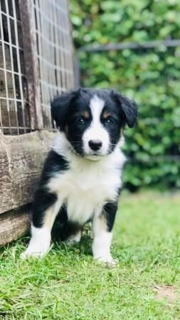 Border Collie puppies (working stock bred) for sale in Goole, East Riding of Yorkshire - Image 1