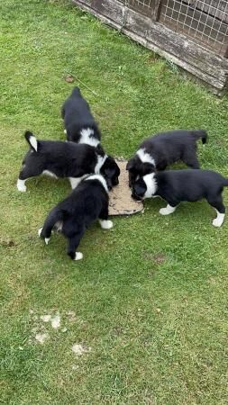 Border Collie puppies (working stock bred) for sale in Goole, East Riding of Yorkshire - Image 2