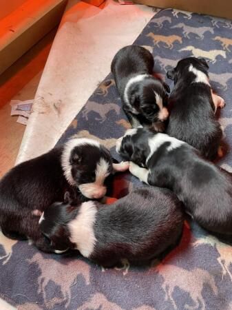 Border Collie puppies (working stock bred) for sale in Goole, East Riding of Yorkshire - Image 3